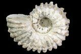 Bumpy Douvilleiceras Ammonite - Madagascar #79113-1